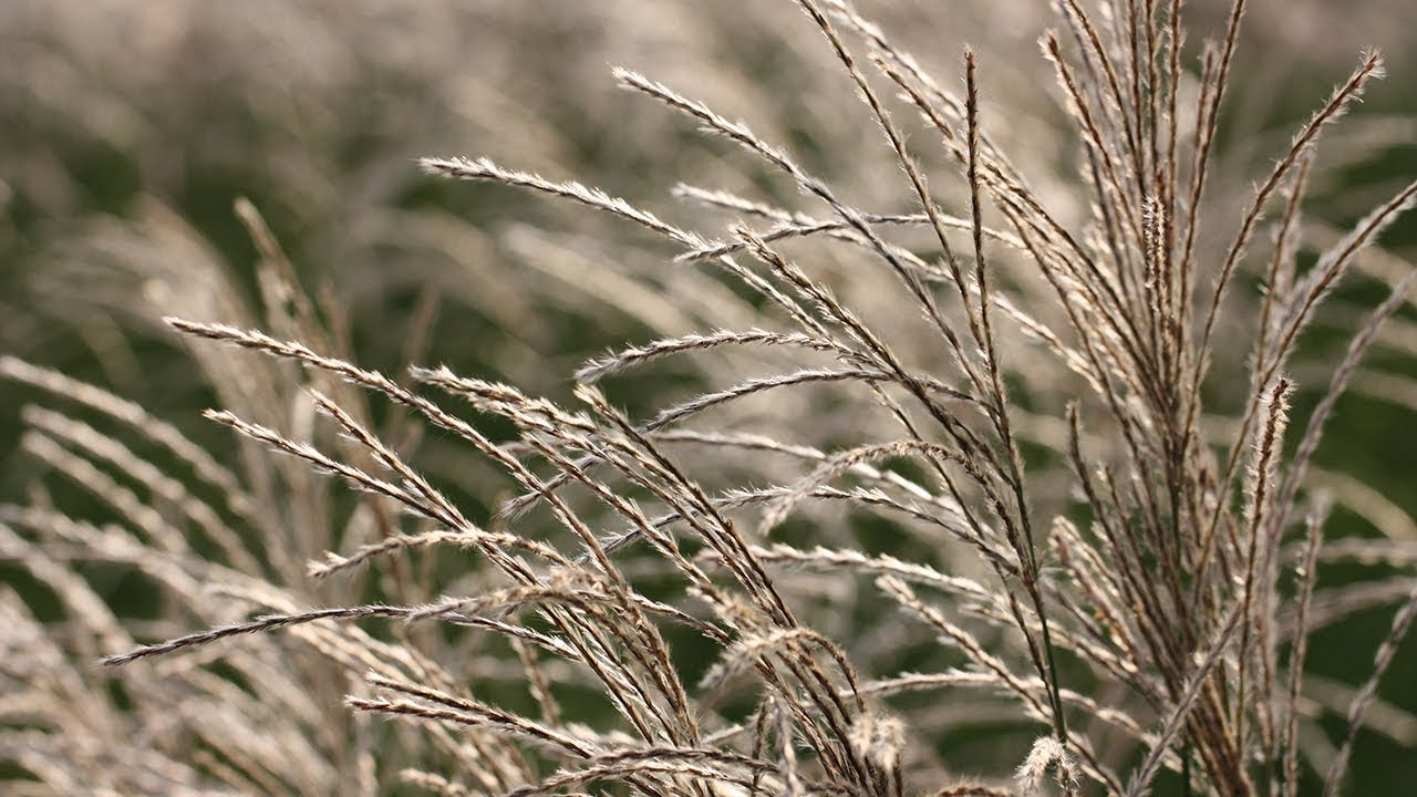 How to grow Miscanthus | Crocus.co.uk