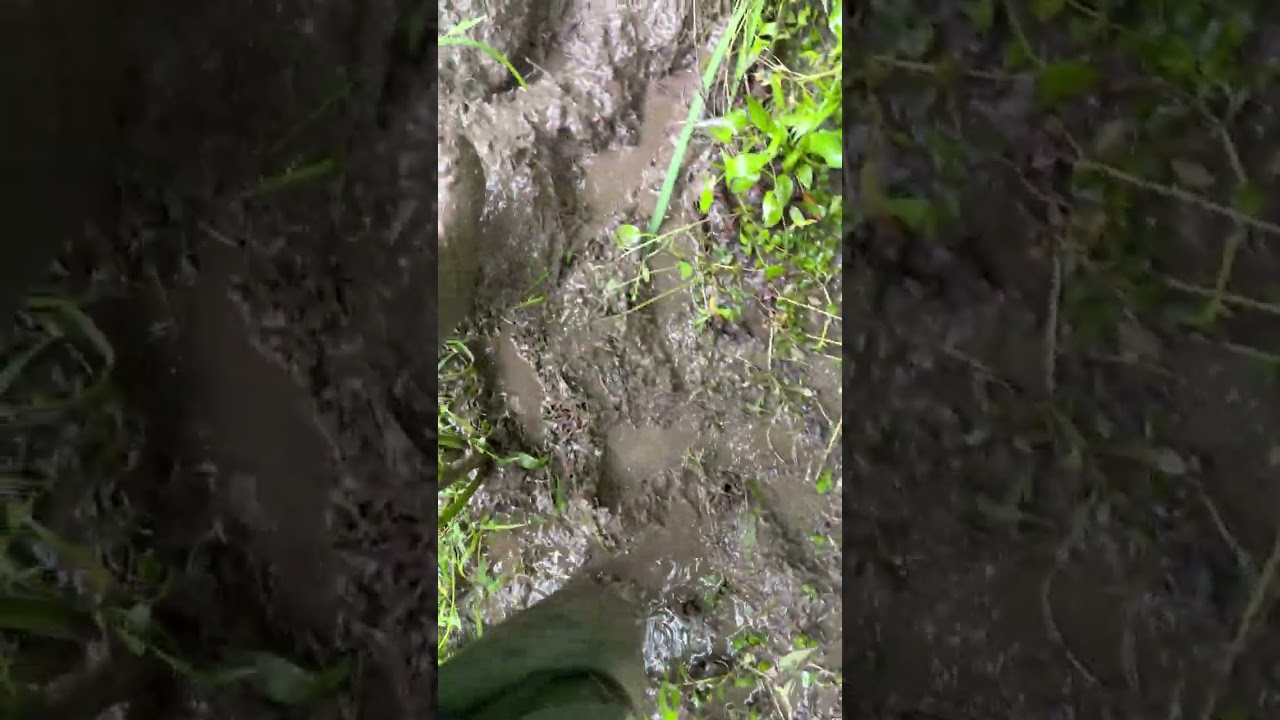 waders in deep mud