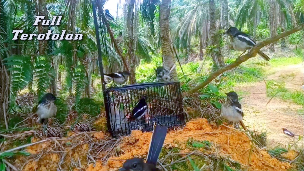mikat burung Kacer paling seru//banyak banget Kacer terotolan nya