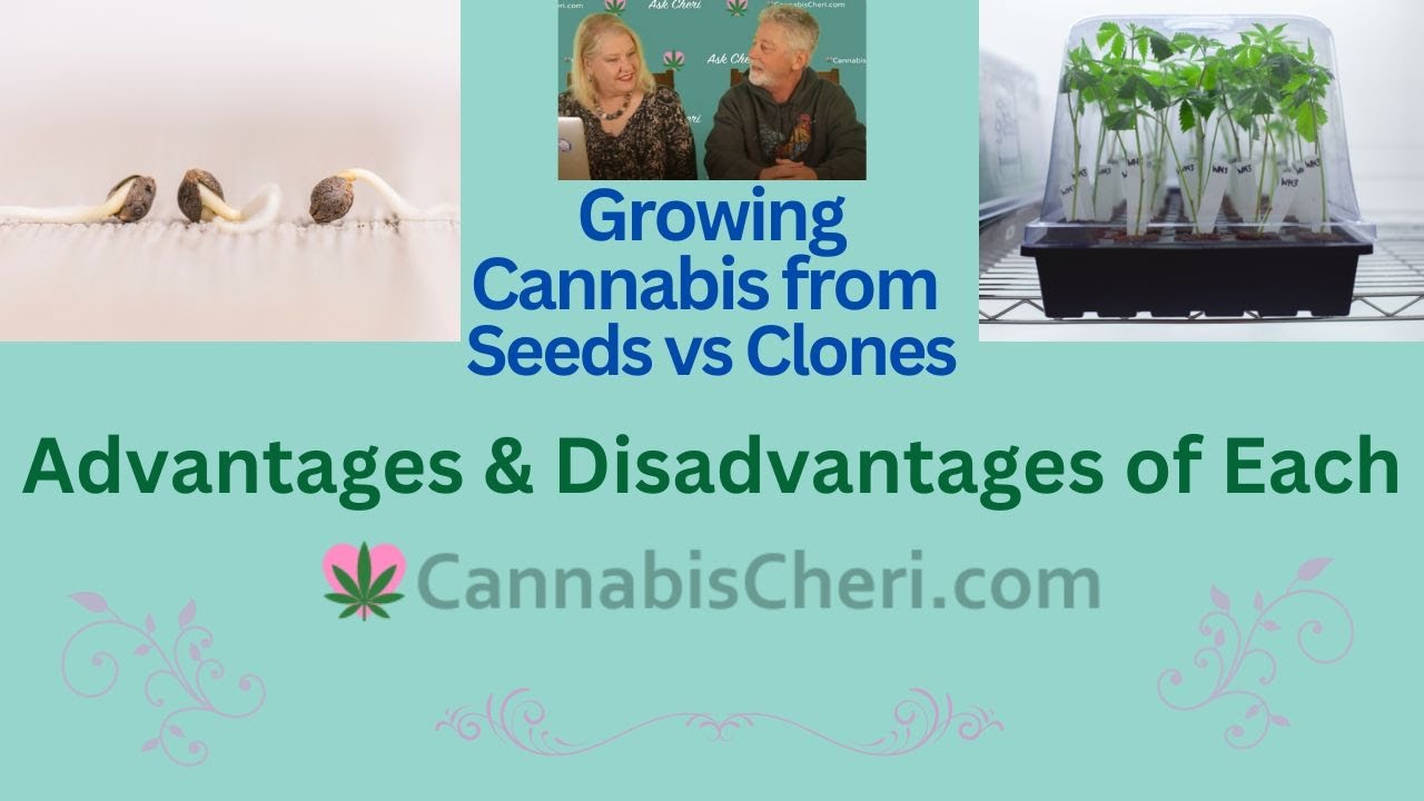 Advantages and Disadvantages of Growing Cannabis from Seeds vs Clones