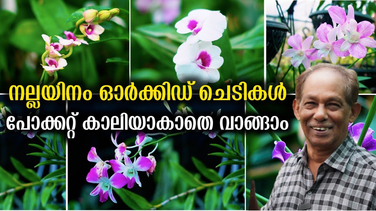 ഓർക്കിഡുകൾ വിലക്കുറവിൽ വാങ്ങാം | Orchid plant care Tips