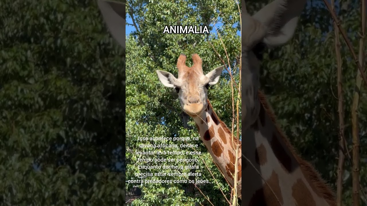 A Girafa que dorme apenas 30 minutos por dia! 