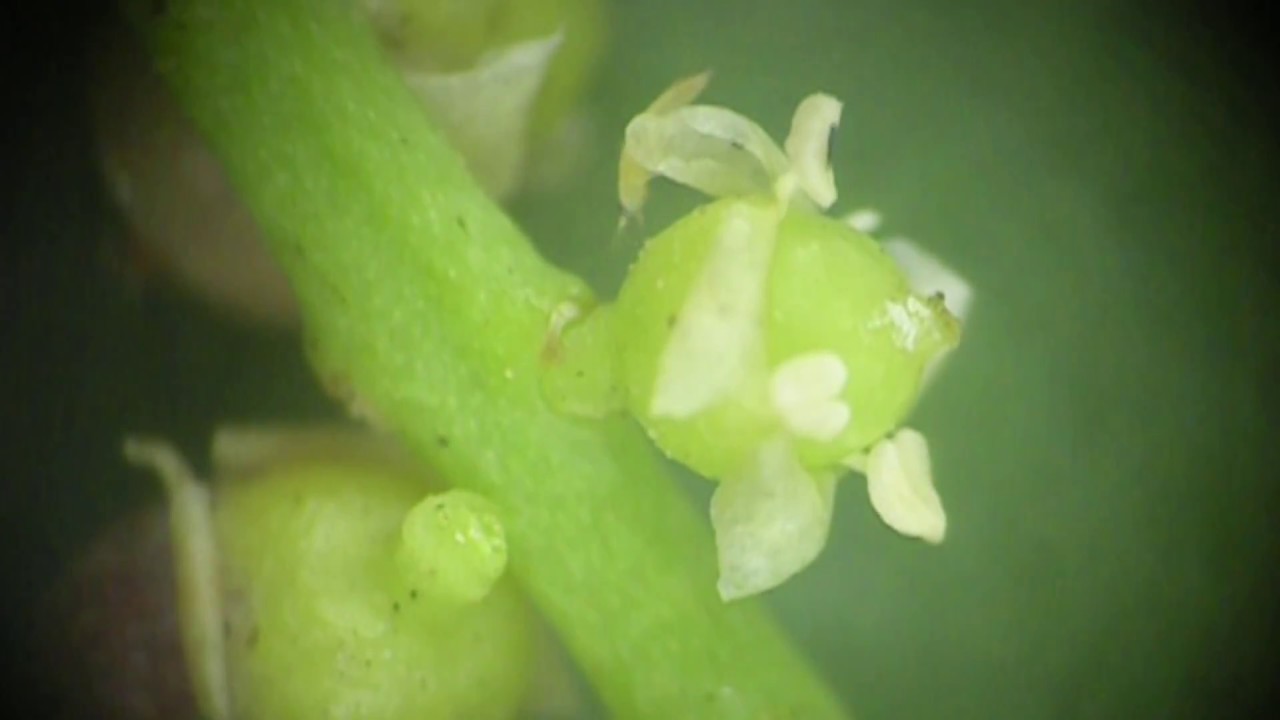 Salvadora (Short Natural History Film)