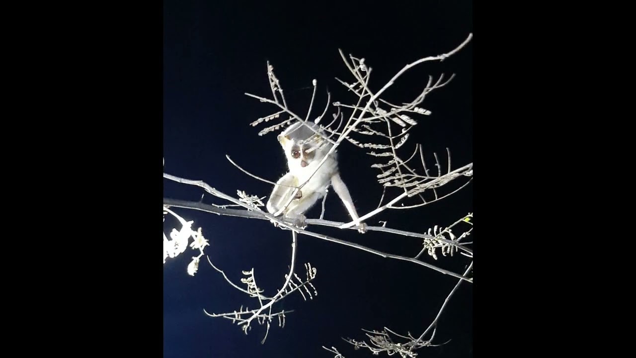 Conserve the Gray Slender Loris