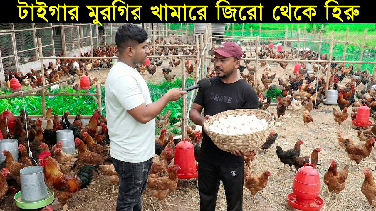 প্রবাসীর গিয়াসউদ্দিন টাইগার মুরগির খামারে জিরো থেকে হিরু। Morgi Farming