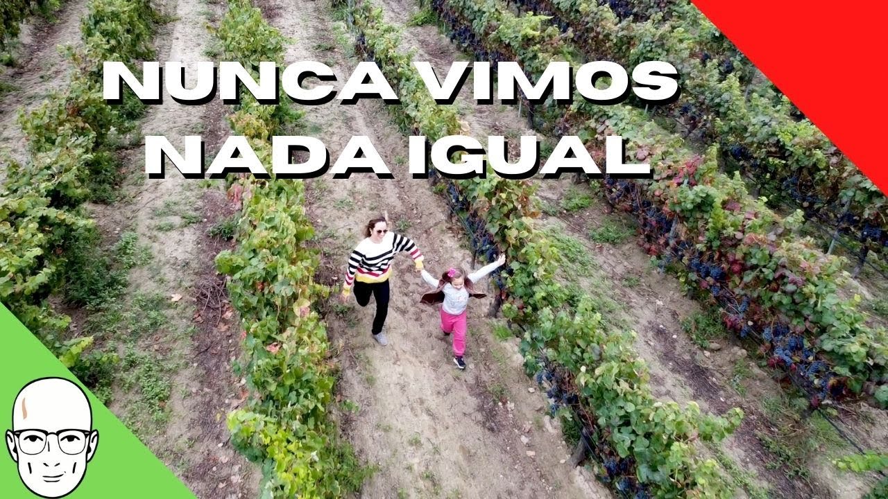 VINDIMAS uma das maiores maravilhas de Portugal.