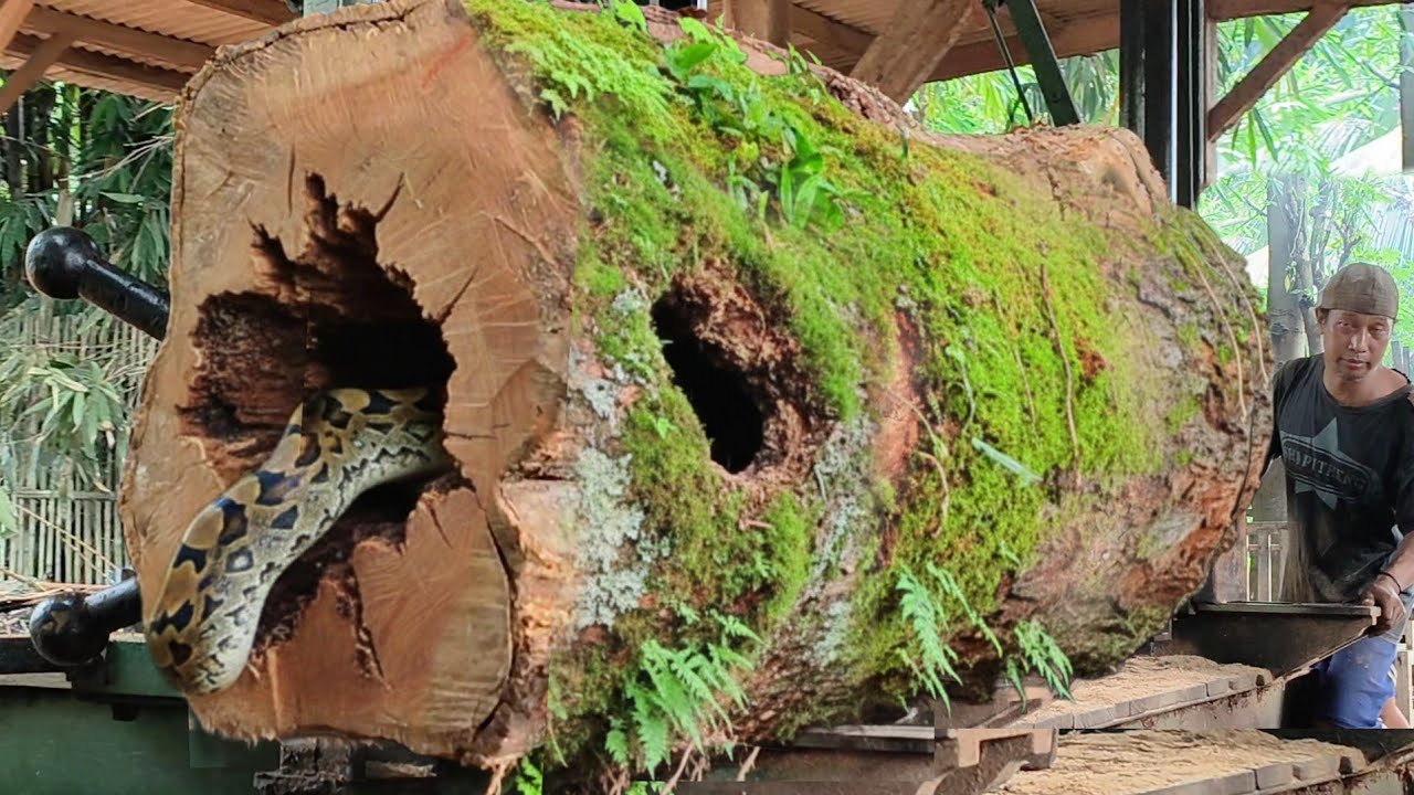 It takes a long time!! Sawing thick wood from wild trees in a sawmill 