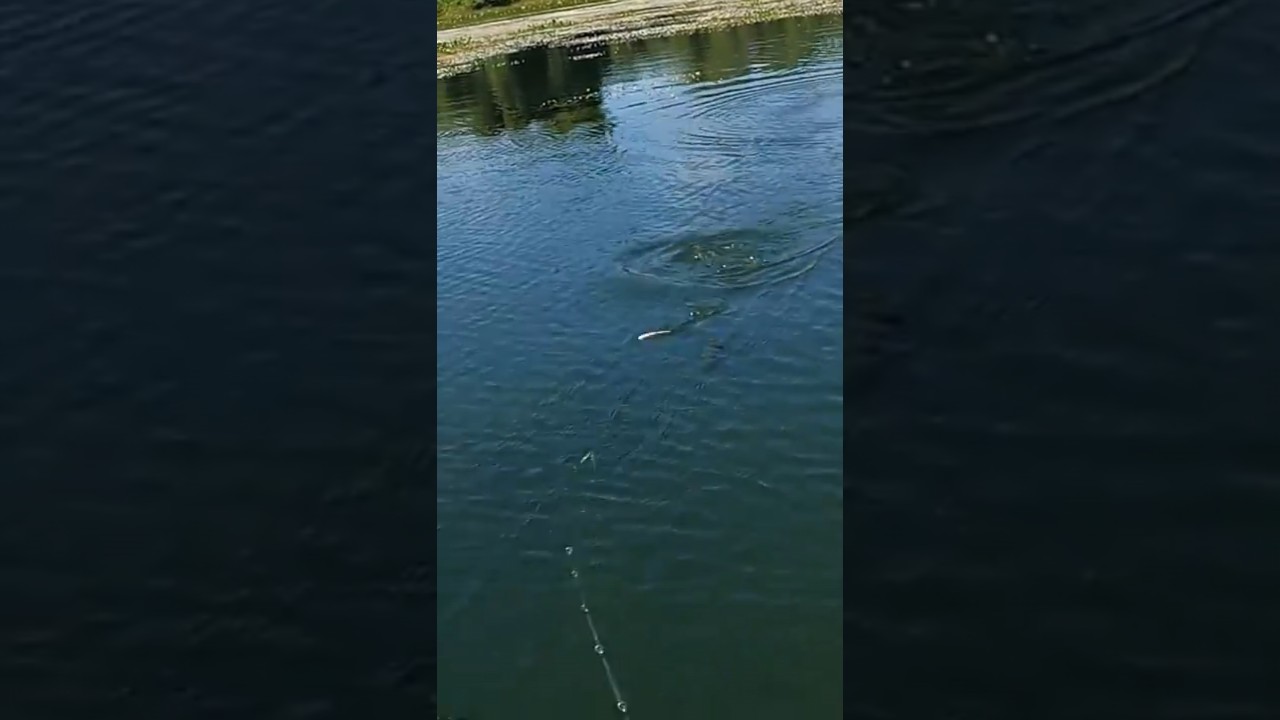 A MELHOR ISCA DE SUPERF&Iacute;CIE!!! RIO PARAN&Aacute;!!! #tucunare #pescaria #pesca