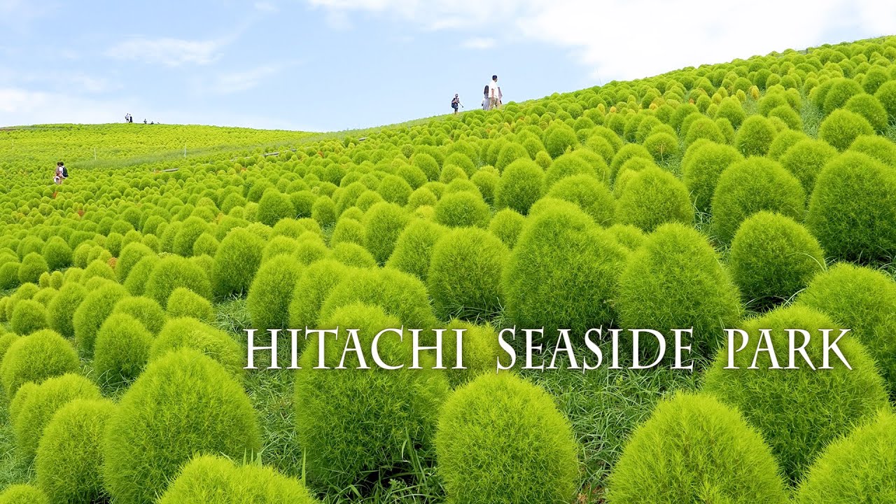 Hitachi Seaside Park 2022 mid-summer.真夏のひたち海浜公園　#八重ひまわり