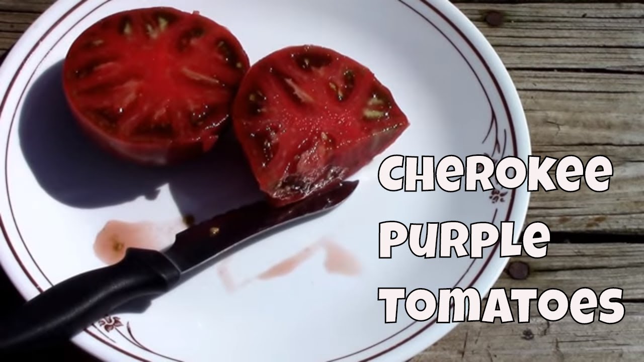 Cherokee Purple Heirloom Tomatoes From Seed to Taste Test.