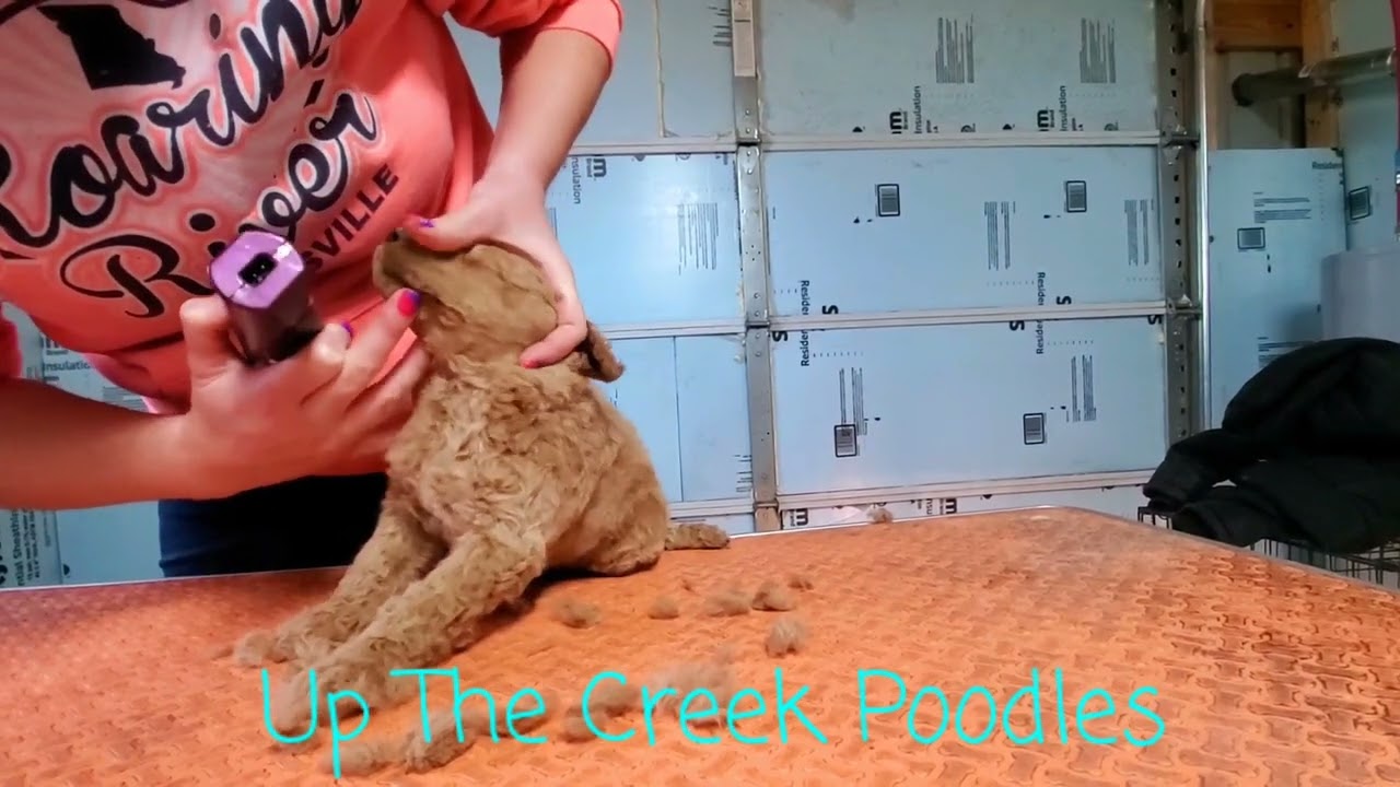 Shaving Your Poodle Puppies Face