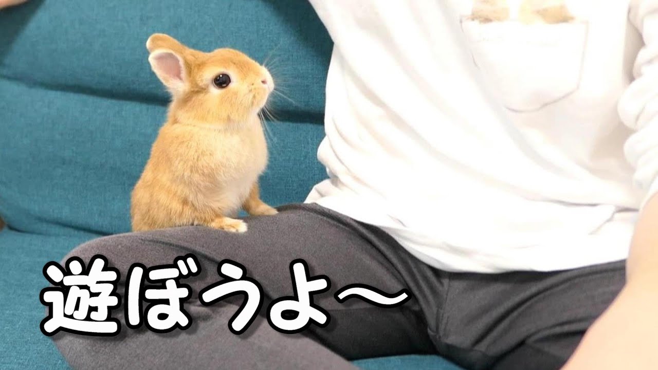 うさぎが人間に懐いた時に見せる行動は予想以上に可愛い