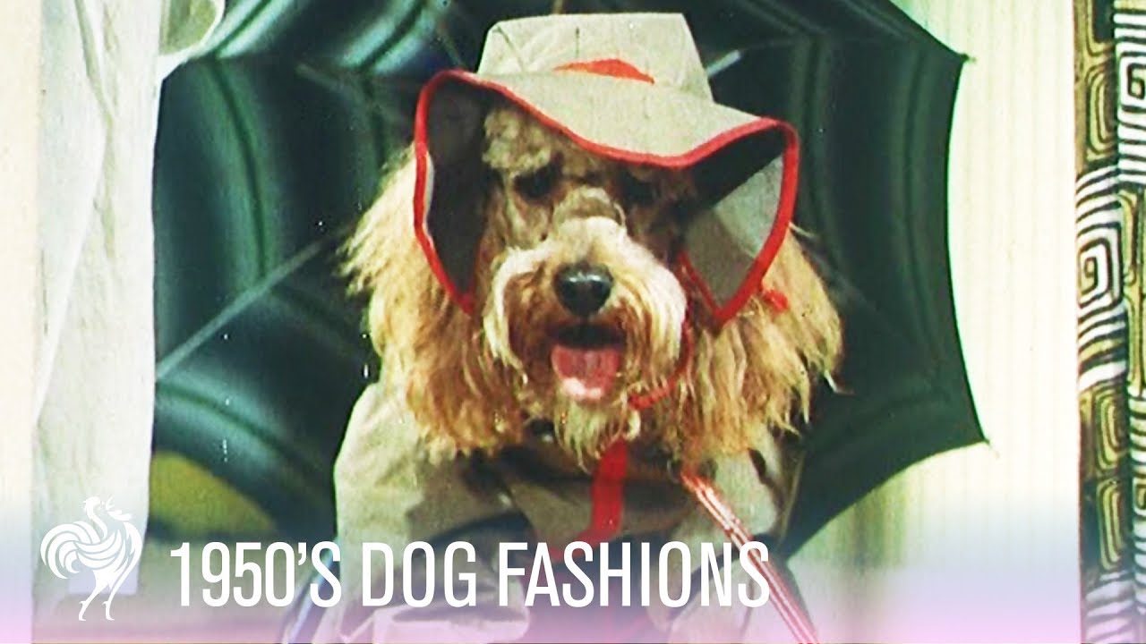 1950s Dog Fashions! | Vintage Fashions