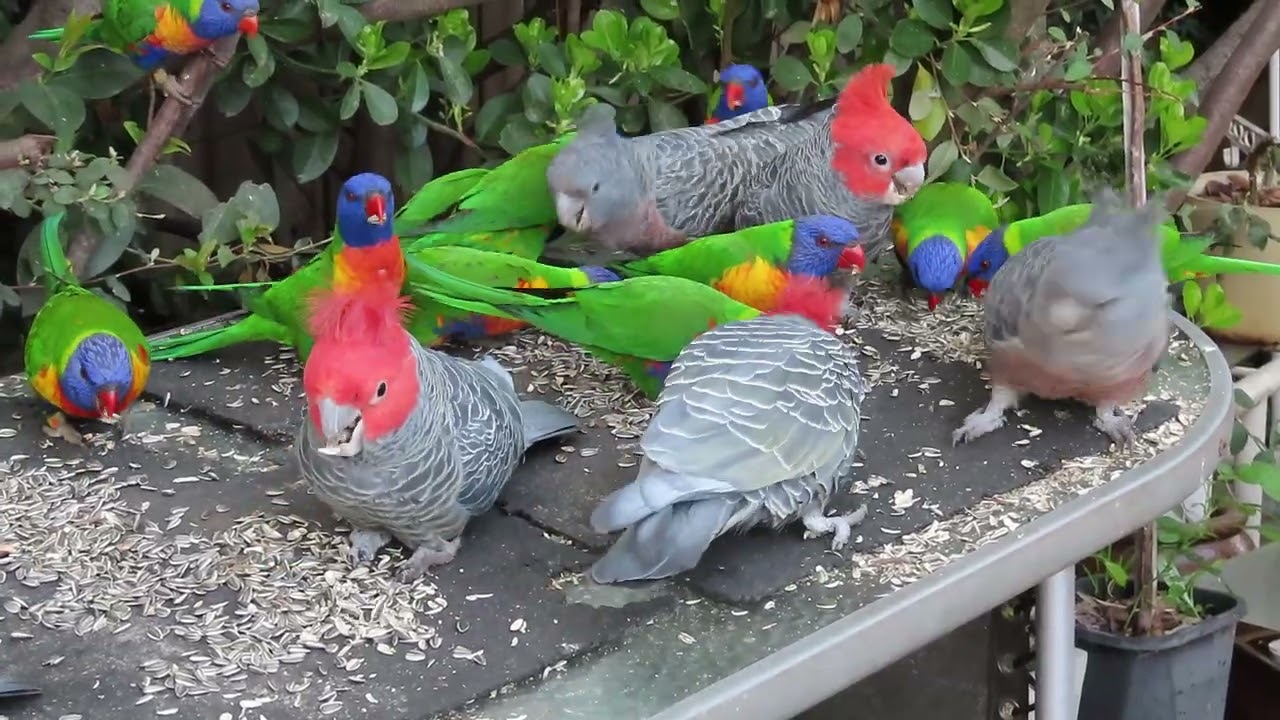Brief Gang-gang update 26 September 2025. 12 GGs this morning (only 6 in video).