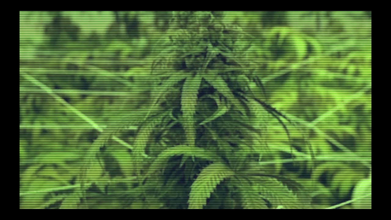 Gregor - Weed