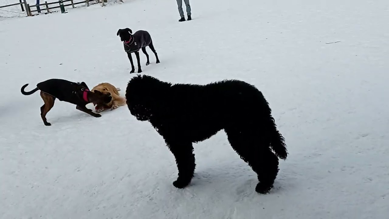 Adorable puppy dog park fun Toronto Canada 