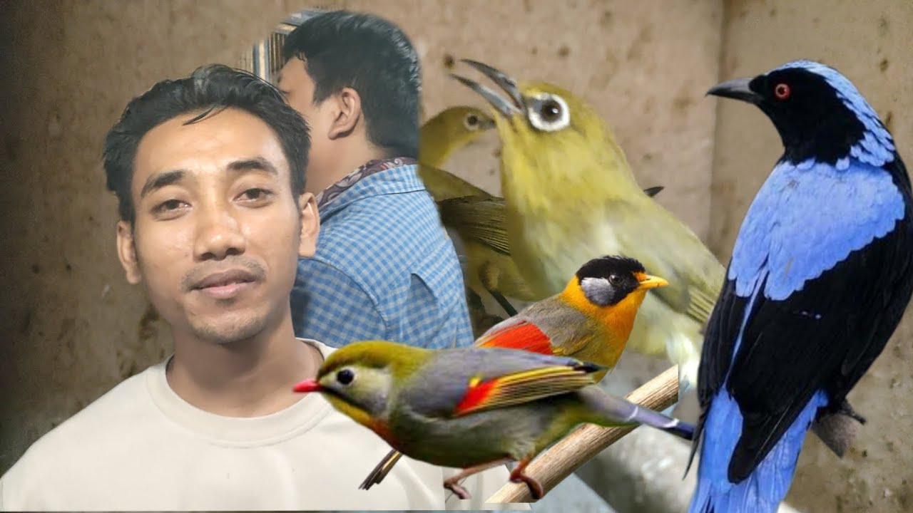 KIOS EDI JOVANIS BIKIN KEJUTAN BURUNG INCARAN KICAU MANIA ADA YANG HARGA MURAH 
