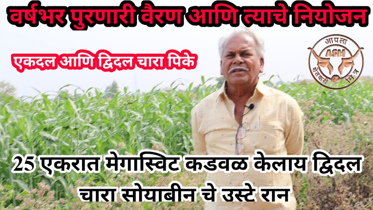 25 एकरात चारा नियोजन, एकदल आणि द्विदल चारा गाईंना आरोग्यास पोषक
