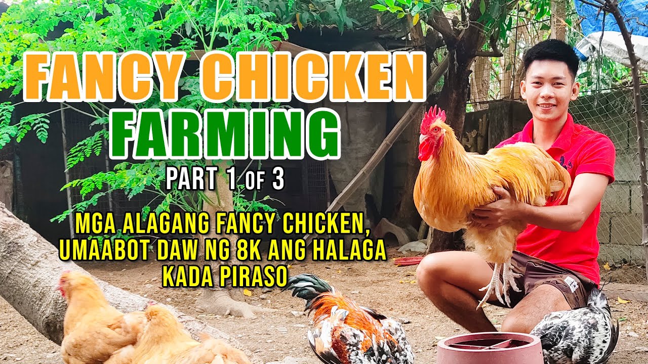 AMAZING FANCY CHICKEN FARMING: MGA ALAGANG FANCY CHICKEN, UMAABOT DAW NG 8K ANG HALAGA KADA PIRASO