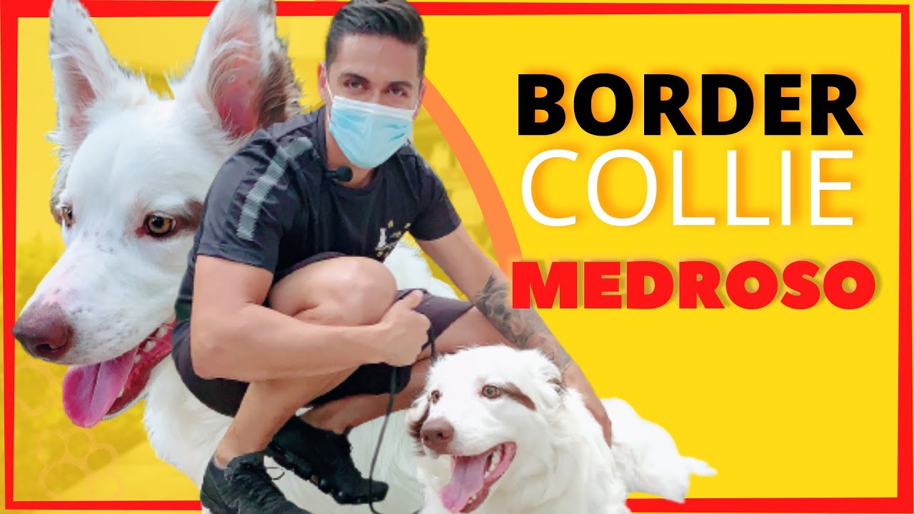 BORDER COLLIE - COMO RESOLVER UM PROBLEMA DE UM CÃO MEDROSO ( SOCIALIZAÇÃO)