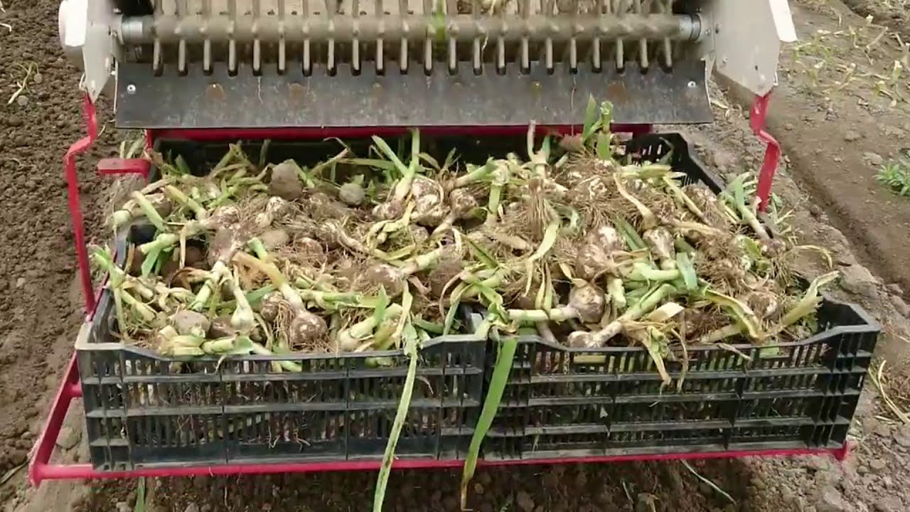 Watch Garlic Harvesting Machnes From Japan