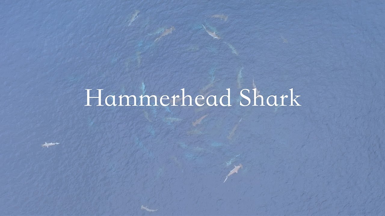Hammerhead shark【群泳するシュモクザメ】4k空撮