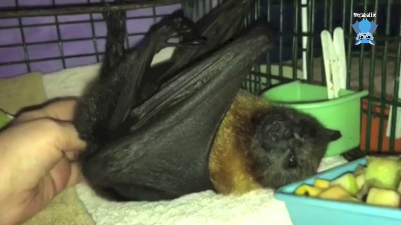 Senior bat loves to have his butt scratched:  this is Walter