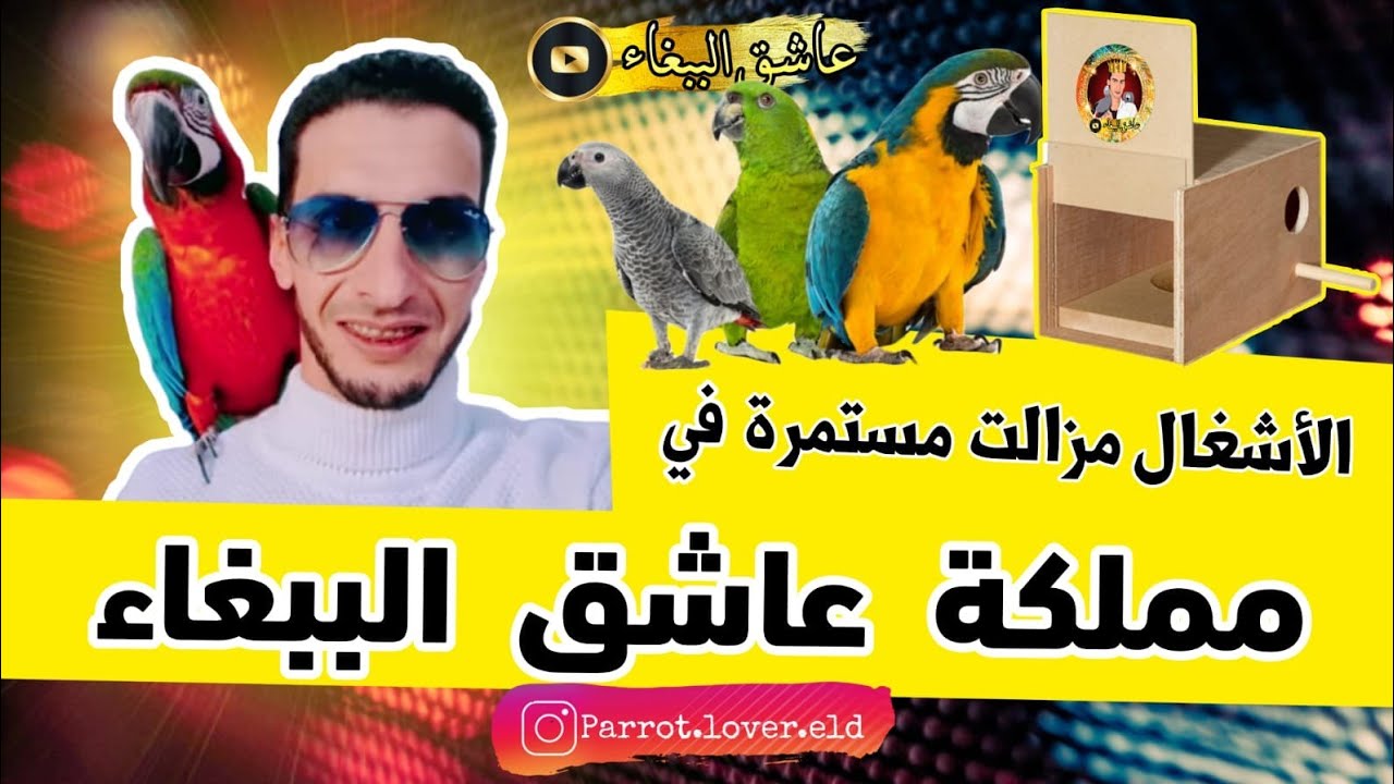 مملكة عاشق الببغاء بالوان جديدة🤩