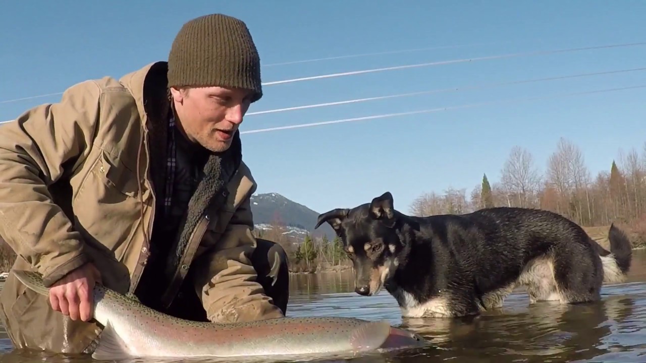 Fly Fishing for WILD Steelhead