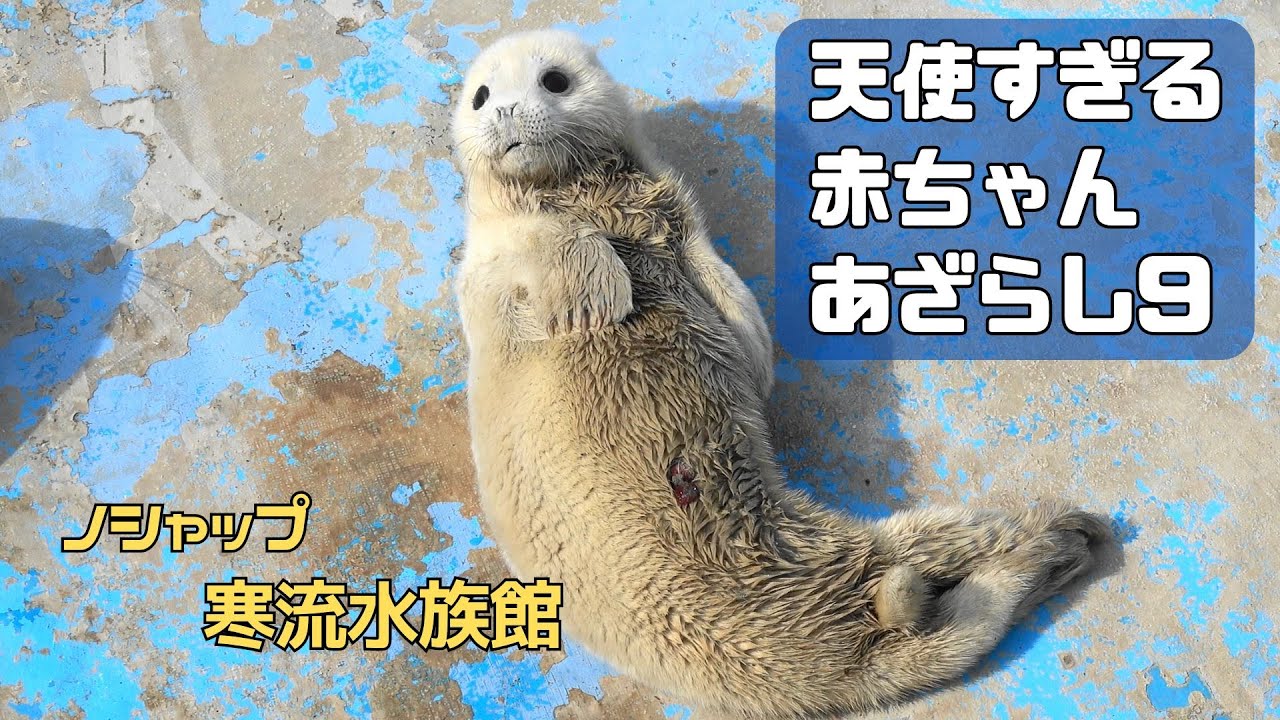 天使すぎる赤ちゃんあざらし９ / Baby seal that is too angelic 9