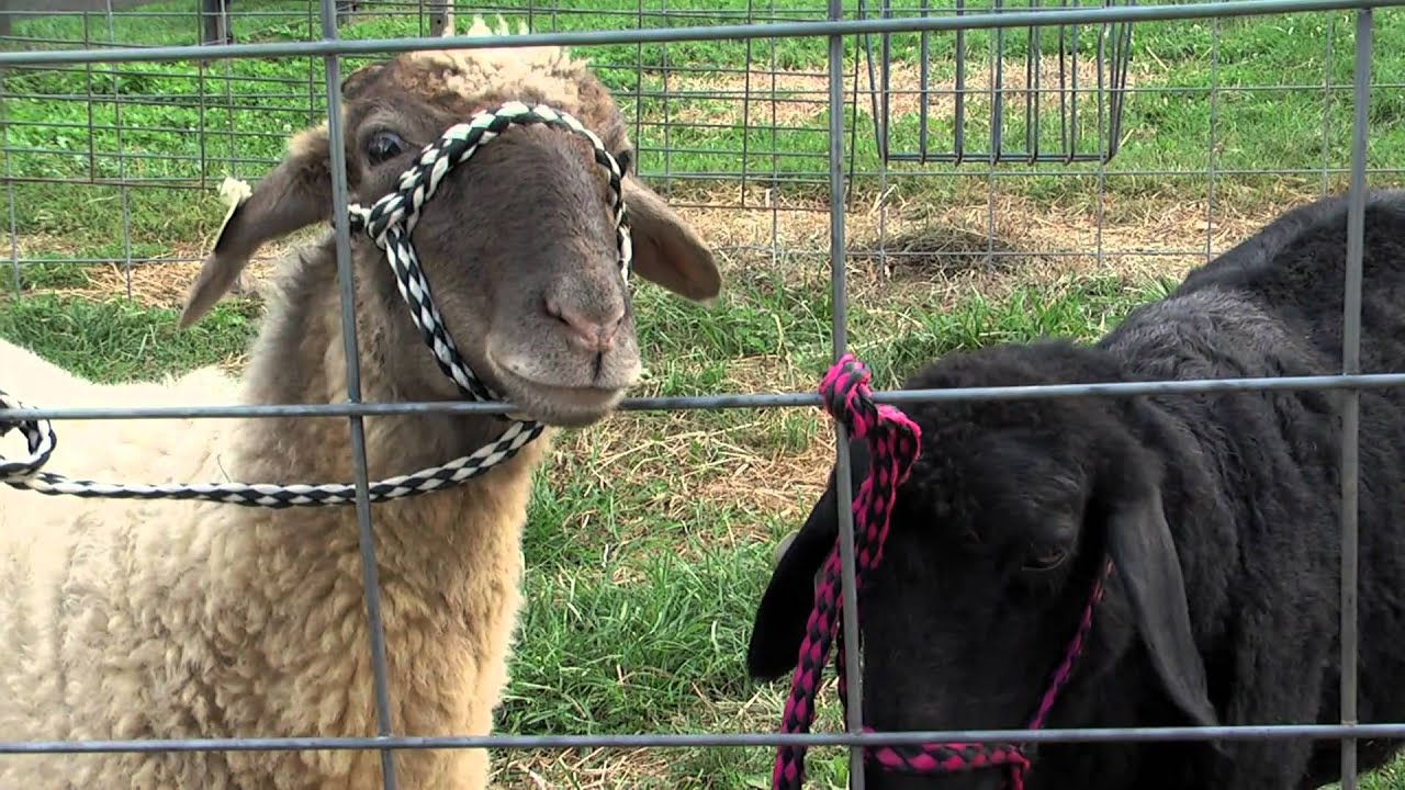 Senior Shepherding: Halter Training & Hoof Trimming