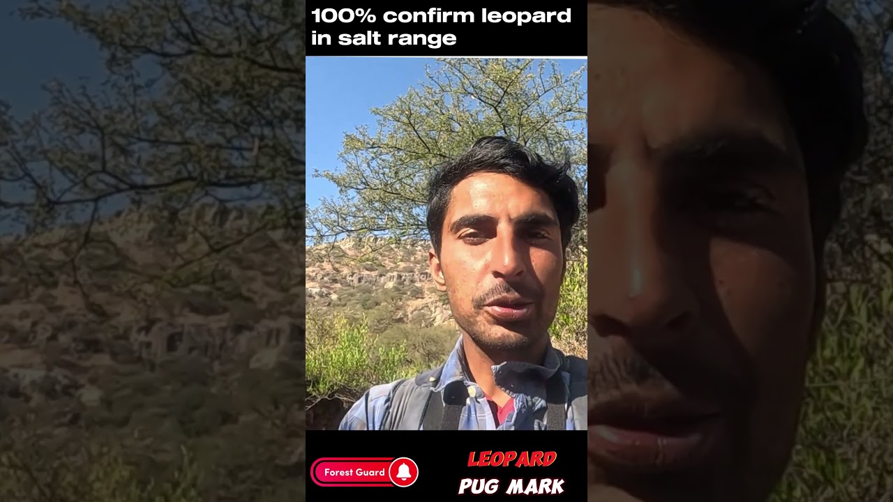 leopard sign in salt range after decades #wildlife #leopard #forestguard #shorts