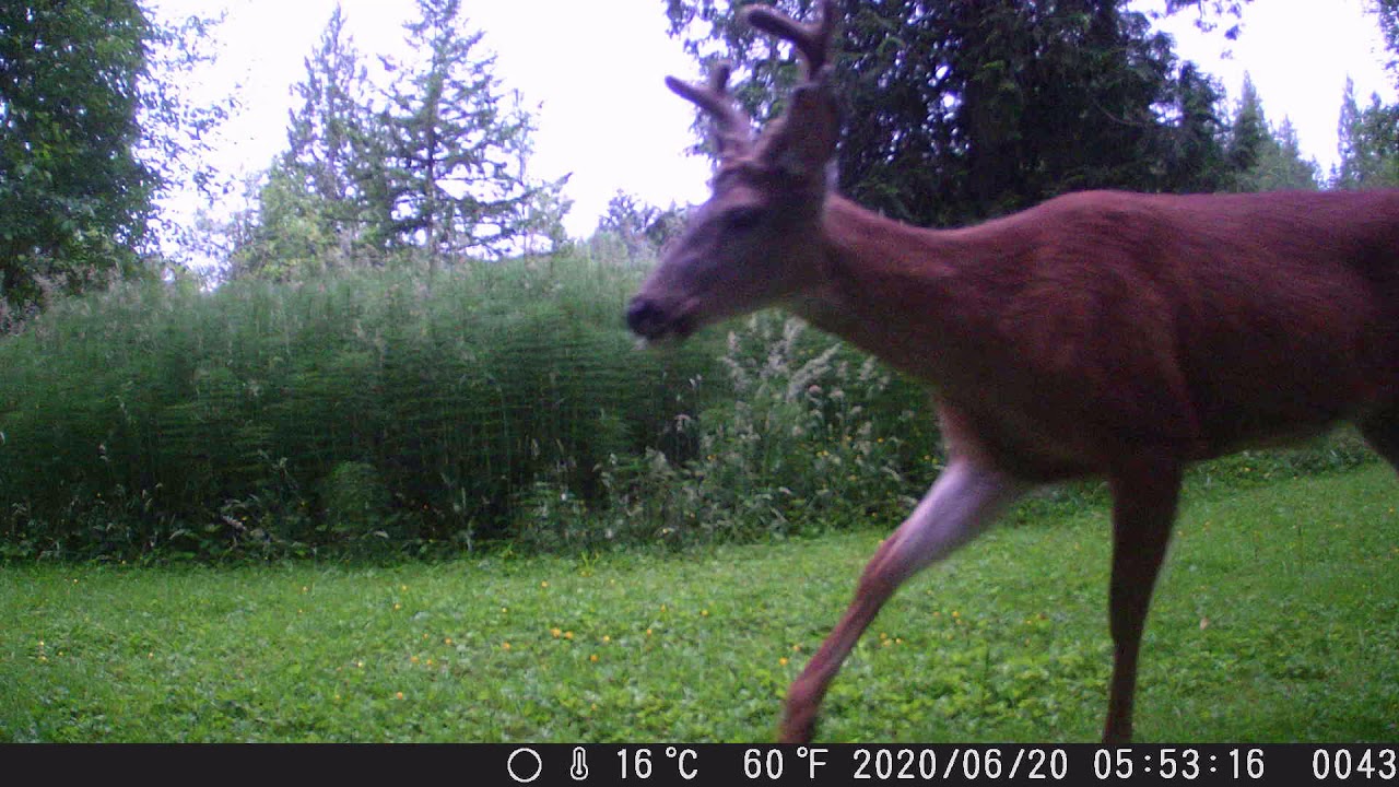 Lake Marcel Buck 2020 06 20