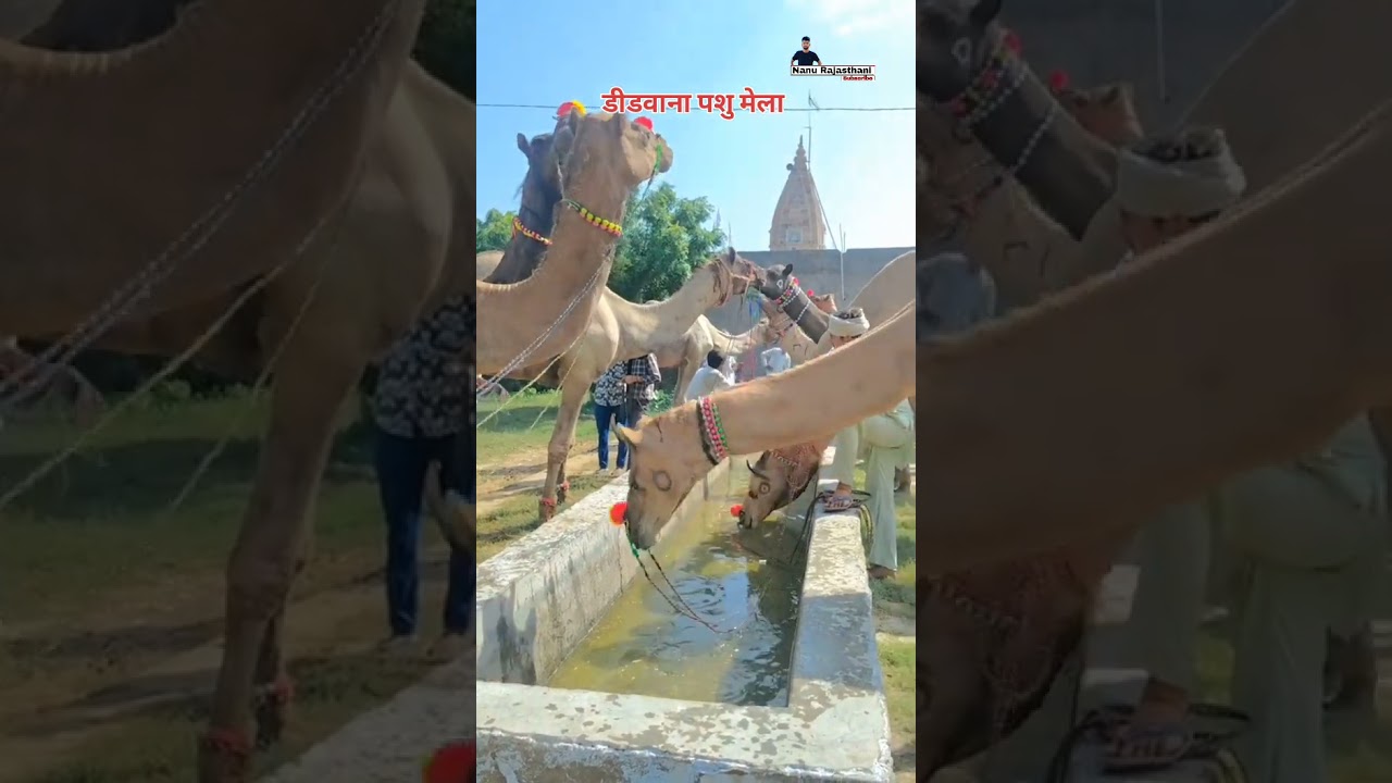 didwana pashu mela #didwana_pashu_mela2025