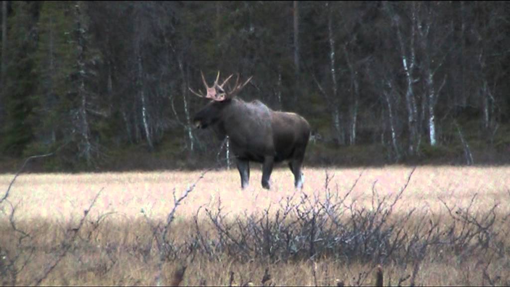 Locka Älg