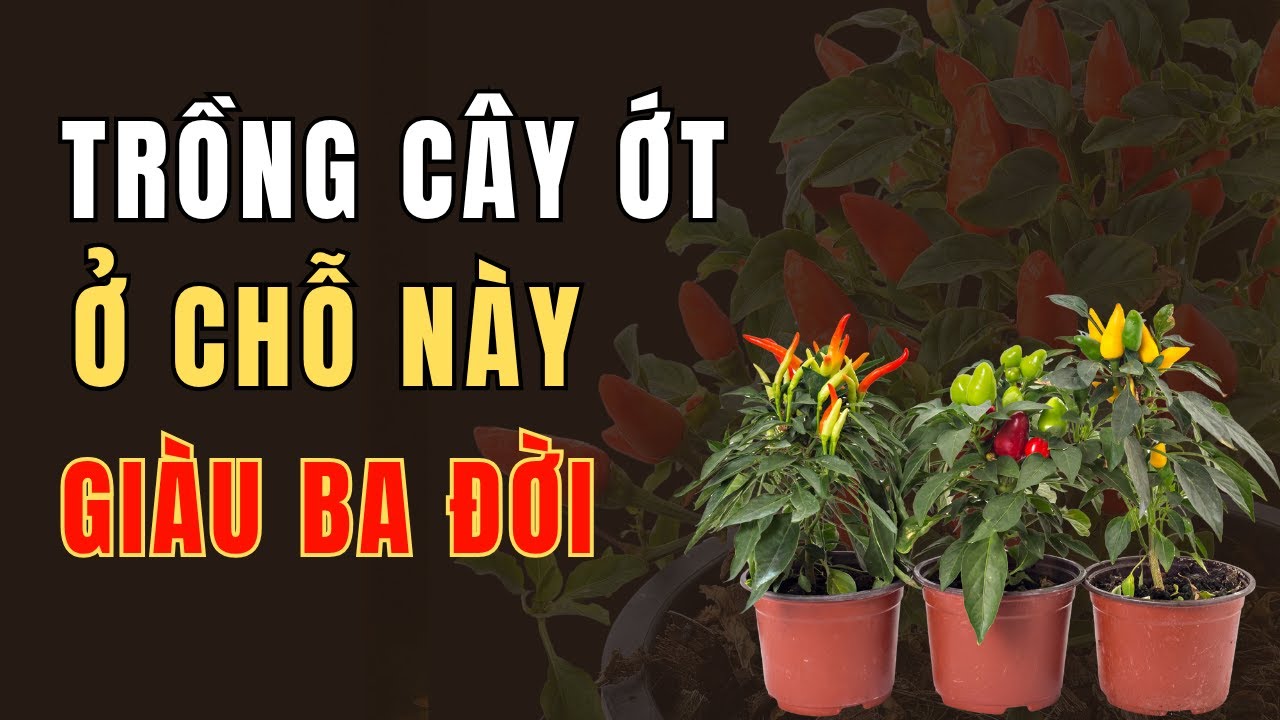 Trồng Cây Ớt Đúng Vị Trí Này – Cửa Tài Mở Toang, Hút Lộc Về Liên Tiếp, Gia Chủ Làm Một Hưởng Mười!