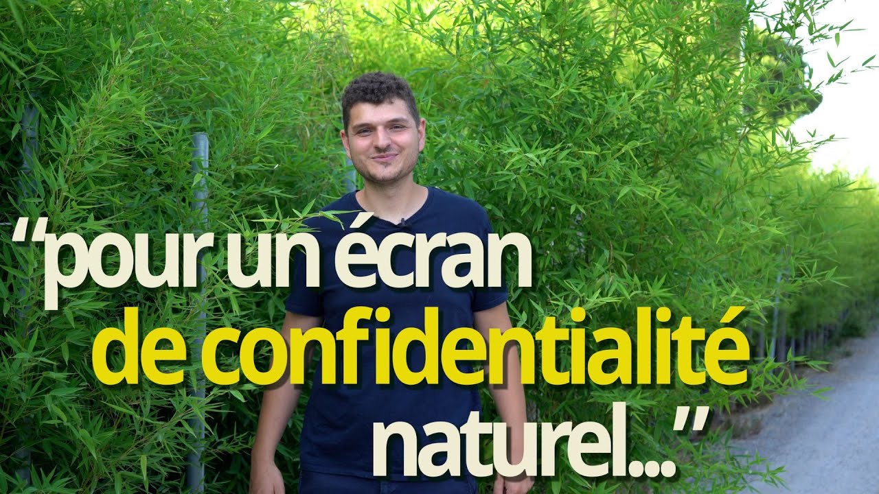 Bambou Phyllostachys Bisseti : Présentation