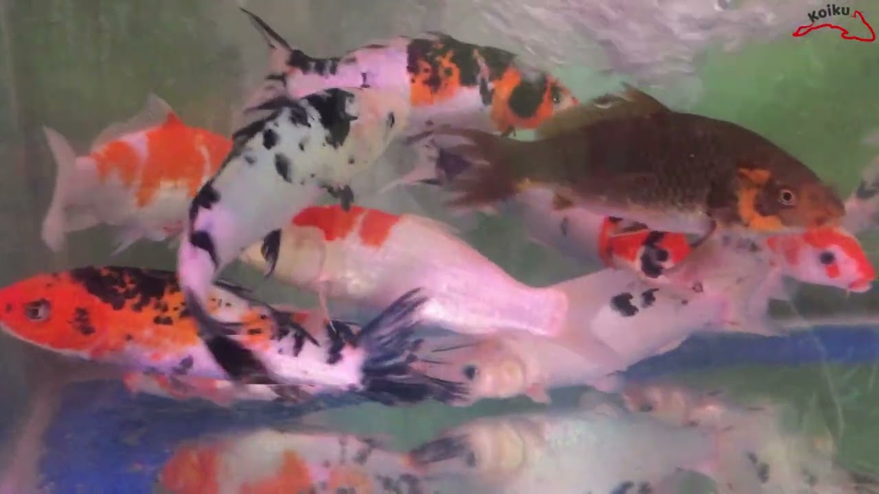 Harga Koi Diluar Hari Pasar | Pasar Ikan Hias Parung