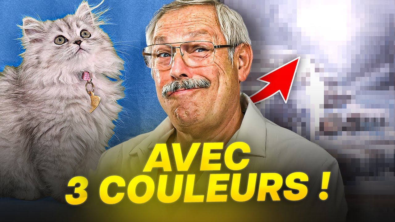 Comment j’ai peint ce magnifique chaton avec presque RIEN !