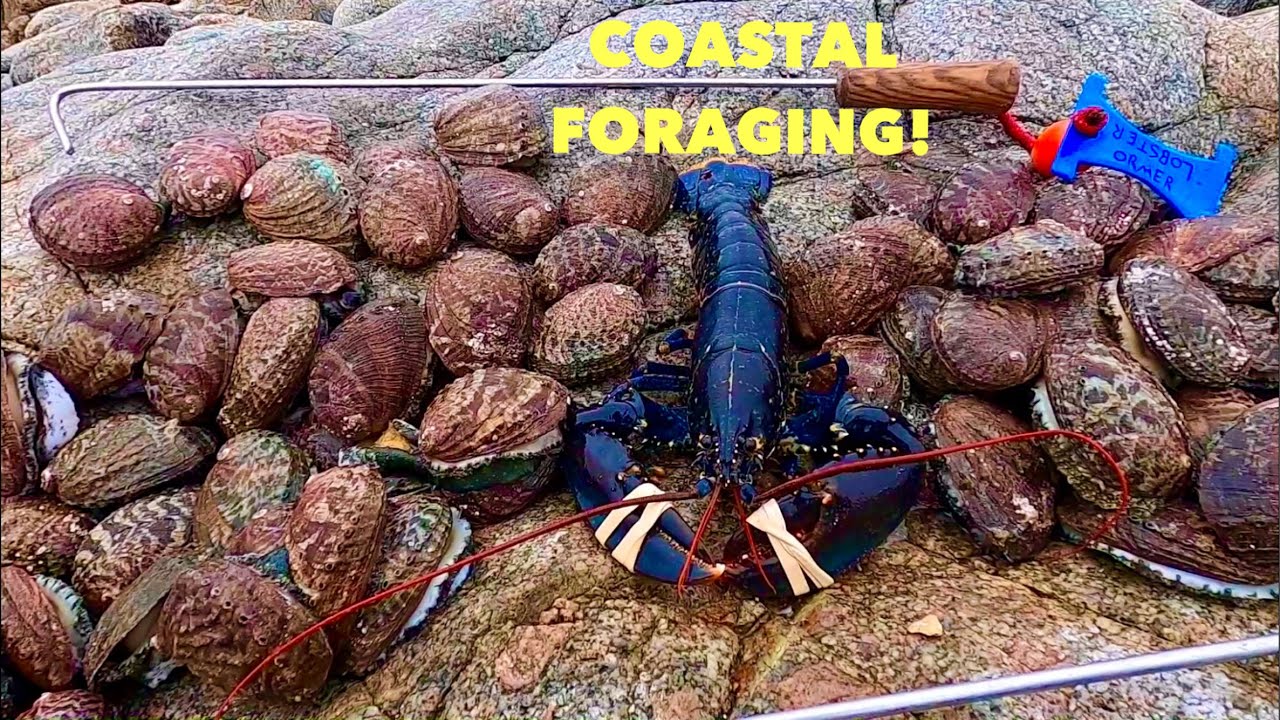 Amazing COASTAL FORAGING Day , Abalone & Lobsters ! Abalone Burgers on a bunker