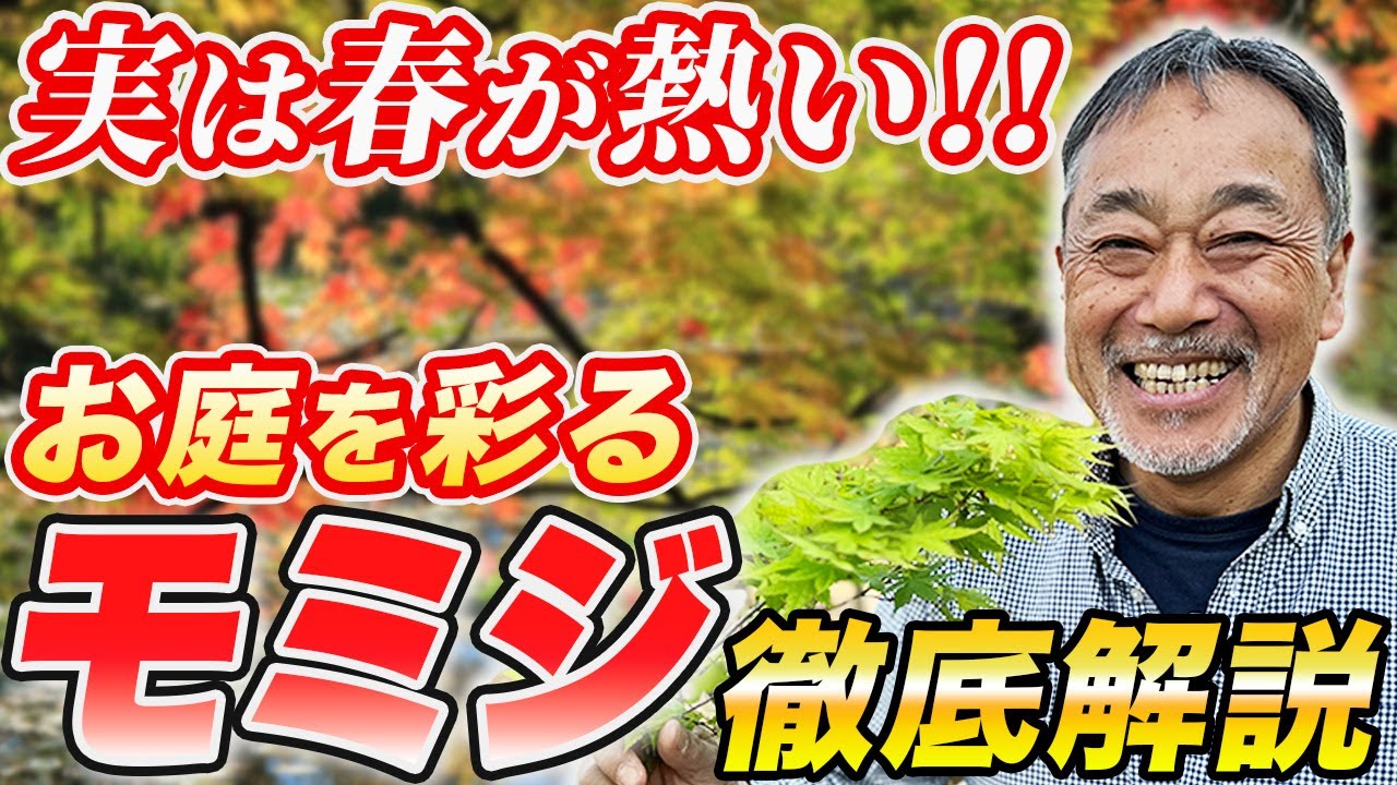【プロが熱弁】モミジは新芽から楽しめる！？紅葉だけではない魅力を解説！【カエデ】【お庭】【植木】