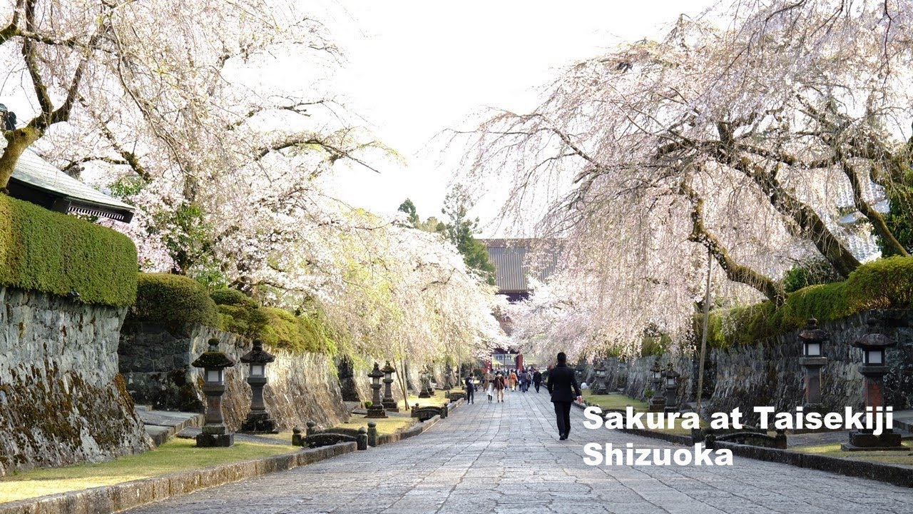 Taisekiji temple.beautiful cherry blossoms .ซากุระ 5000 ต้น