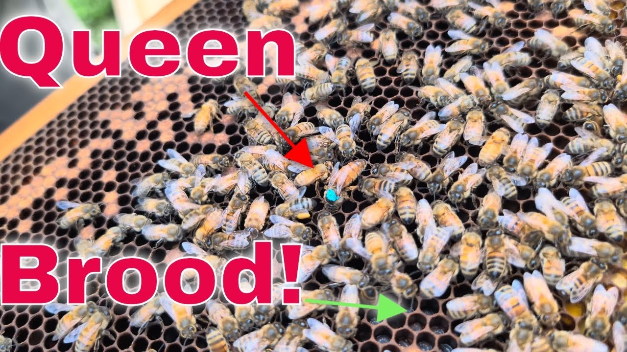 🐝Проблемы с весенней королевой? Сделайте это, пока не поздно!🐝