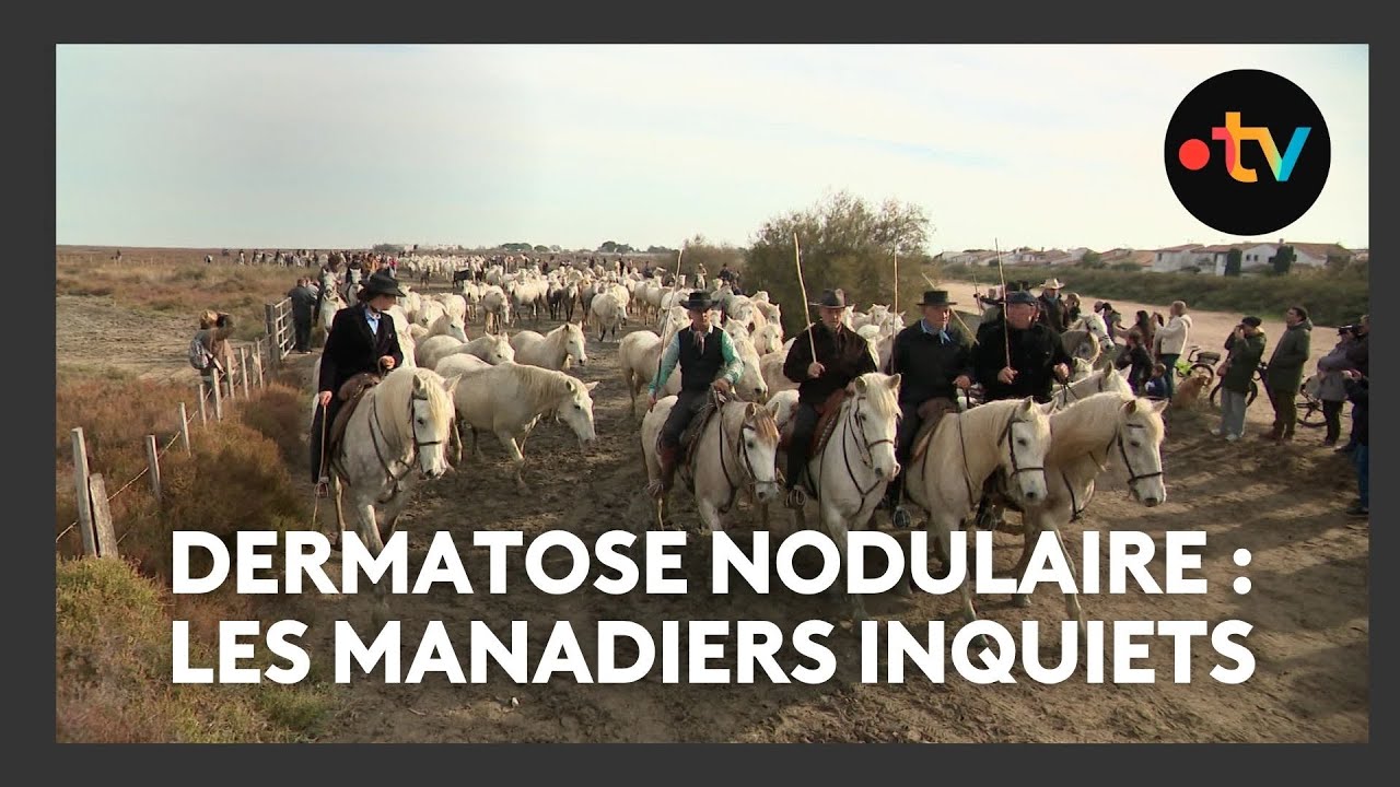 Les manadiers inquiets face aux risques de dermatose nodulaire et &agrave; la frilosit&eacute; des assureurs