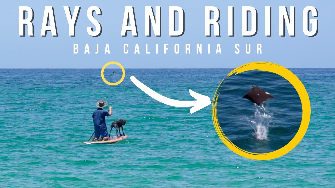Flying Mobula Rays | Punta Arena