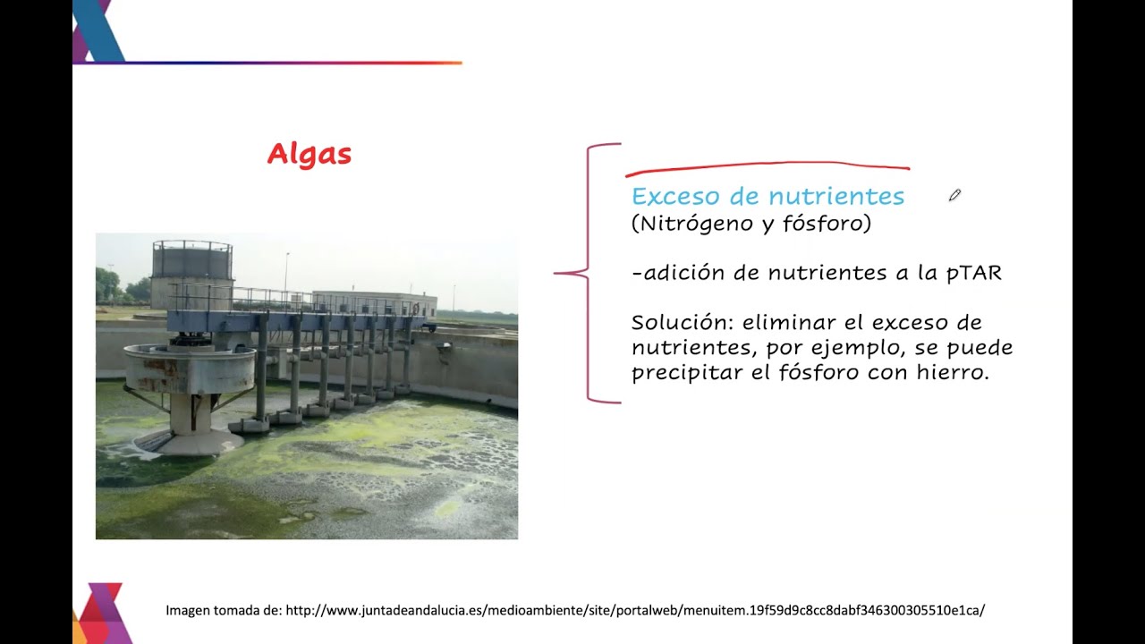 Olor, color, espumas, burbujeo, turbulencia, etc., en un sistema de lodos activados.