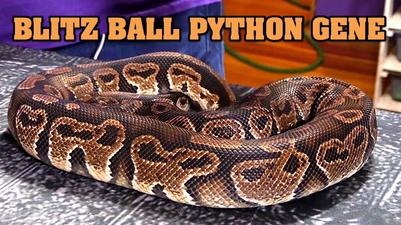 Blitz ball python!  combos, Adults, and what a BLITZ should look like!  this gene is 🔥🔥🤯