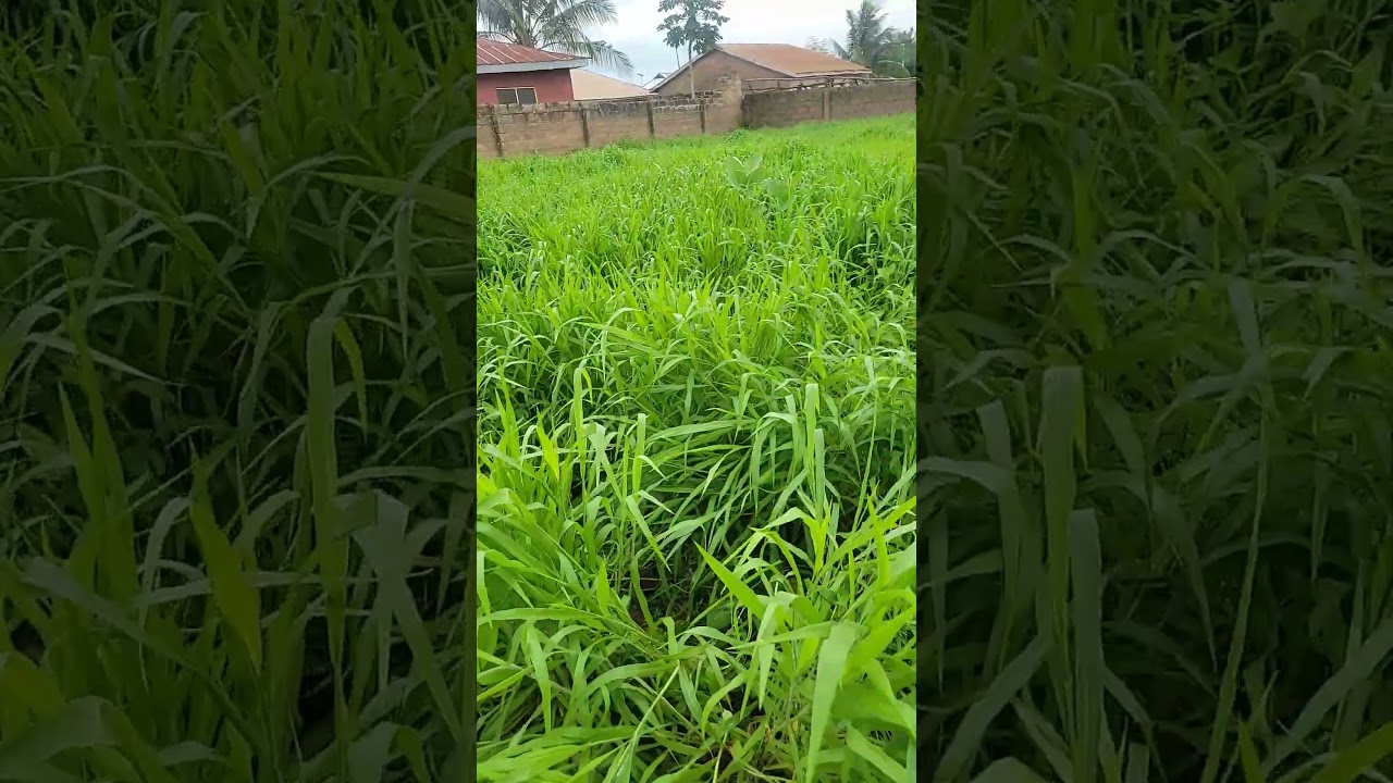 our brachiaria grass almost ready for harvest #livestock #sheepfarming