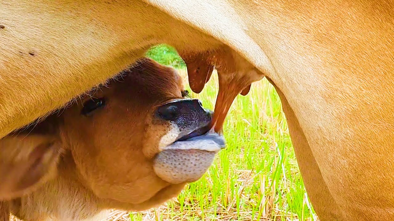 Cow Finding Mother on the Field | Baby Cow Drink Milk