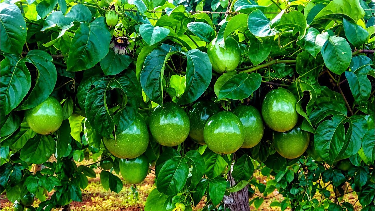 porque o pé de maracujá não sustenta a flor